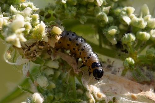 Depressaria radiella