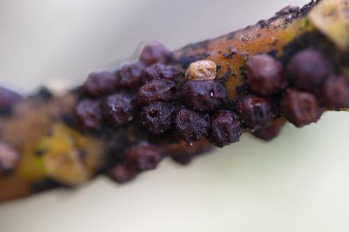Saissetia oleae