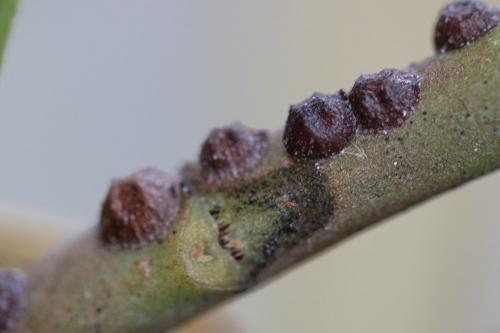 Saissetia oleae