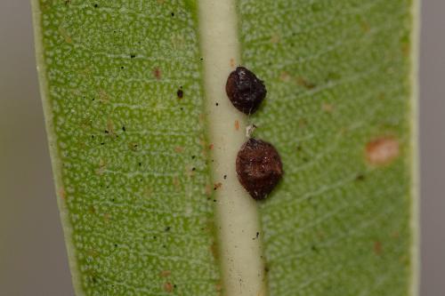 Saissetia oleae
