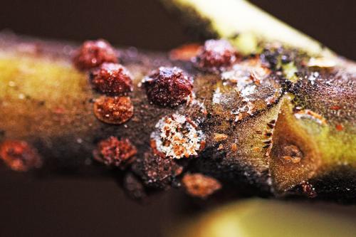 Saissetia oleae