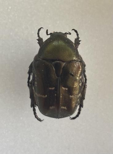Réf. 289 343 : Potosia cuprea