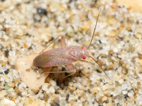 Réf. 289 202 : Orthotylus rubidus