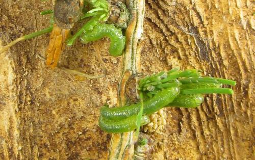 Réf. 289 009 : Pristiphora bufo