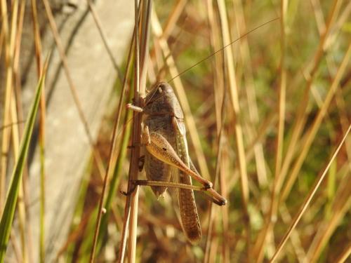 Réf. 289 758 : Platycleis intermedia