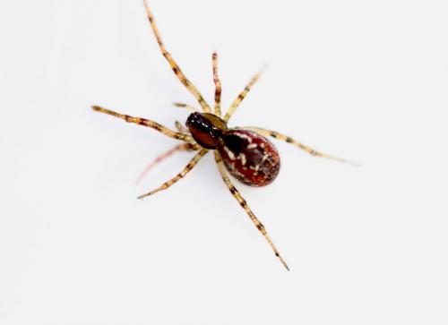 Kochiura aulica