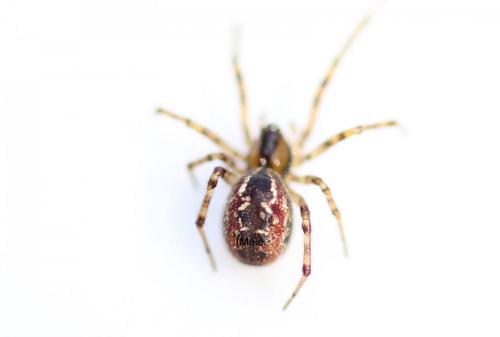 Kochiura aulica