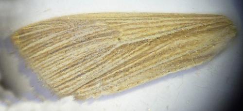 Mythimna pallens