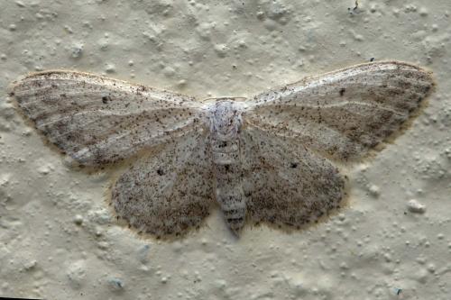 Réf. 289 204 : Idaea seriata