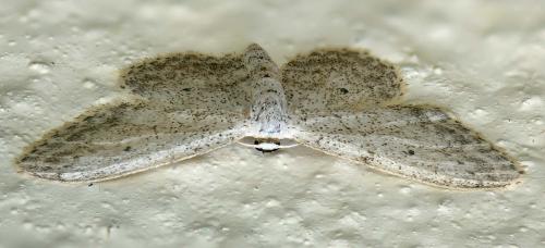 Idaea seriata