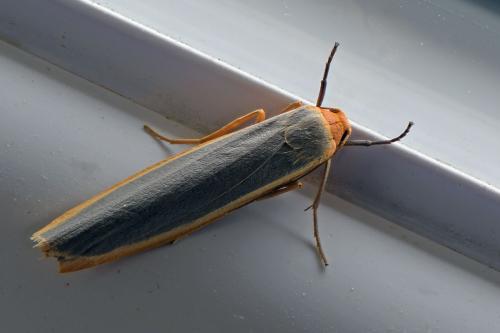 Eilema complana