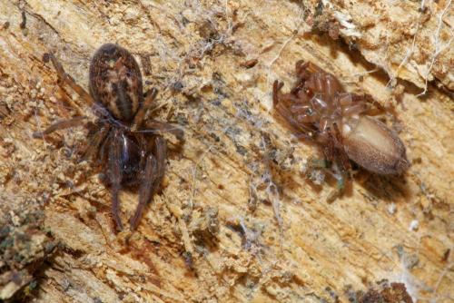 Réf. 289 353 : Amaurobius sp.