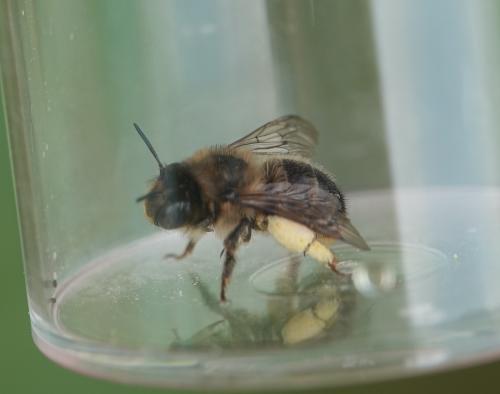 Anthophora furcata