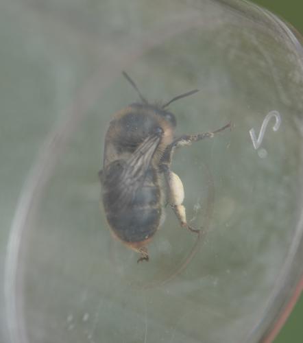 Réf. 289 680 : Anthophora furcata
