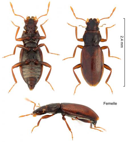 Hydraena lapidicola