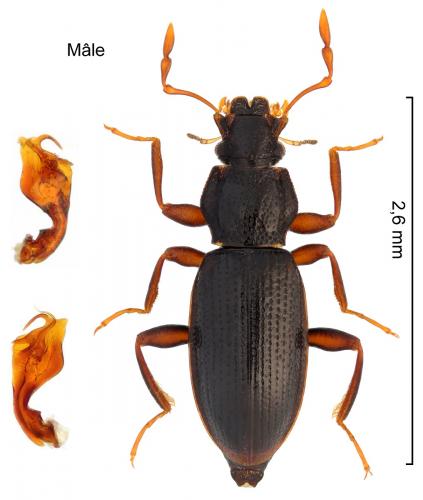 Réf. 289 565 : Hydraena lapidicola