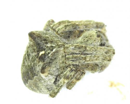 Réf. 289 366 : Gibbaranea bituberculata