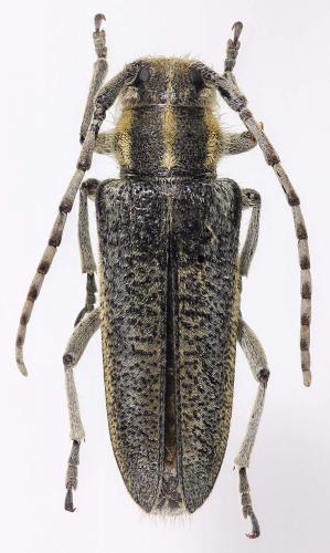 Oxylia argentata argentata
