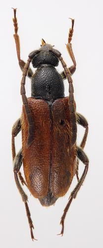 Pseudovadonia livida bicarinata