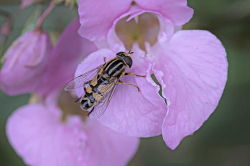 Helophilus trivittatus