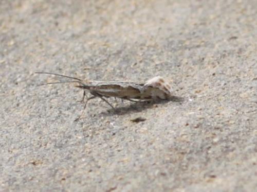 Plutella huemerella