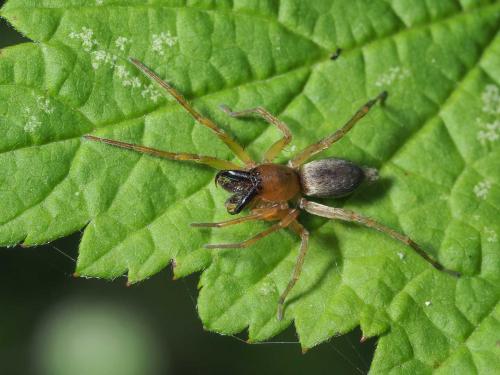 Réf. 289 472 : Clubiona sp.