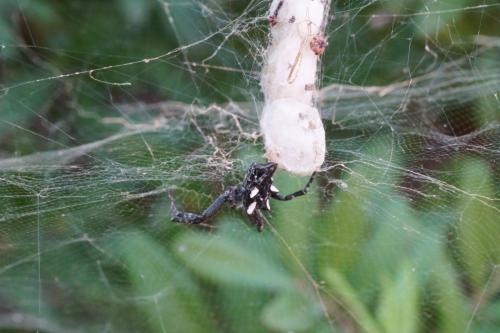 Cyrtophora citricola