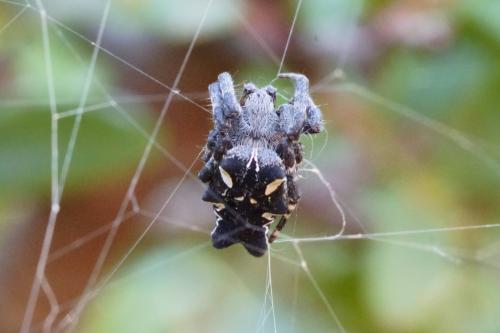 Cyrtophora citricola