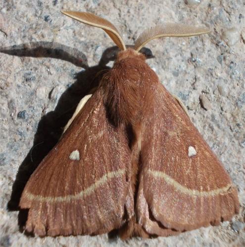 Réf. 289 658 : Lasiocampa trifolii