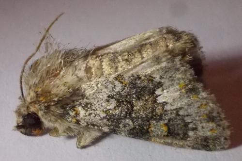 Réf. 289 764 : Hecatera dysodea