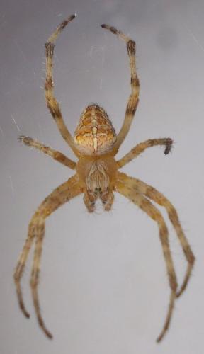 Araneus diadematus