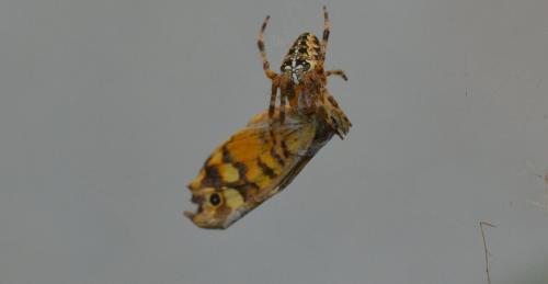 Araneus diadematus