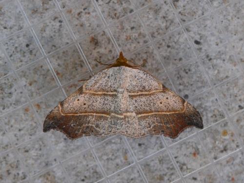 Réf. 289 130 : Laspeyria flexula