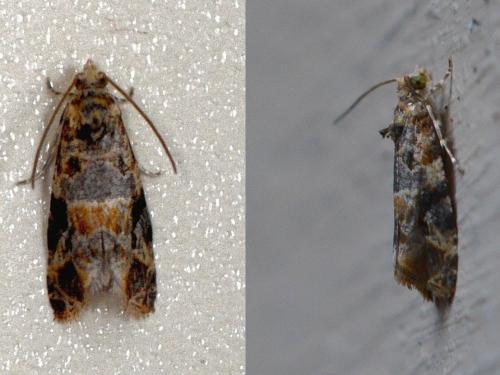 Réf. 289 083 : Lobesia reliquana