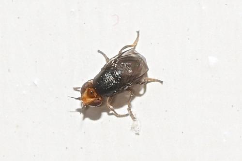 Réf. 289 034 : Camarota curvipennis
