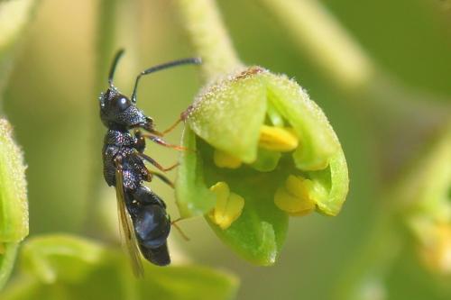 Réf. 289 113 : Dirhinus hesperidum