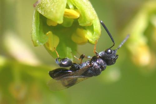 Réf. 289 114 : Dirhinus hesperidum