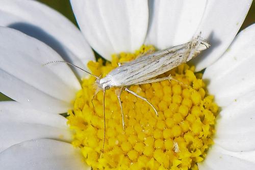 Réf. 289 434 : Isophrictis sp.