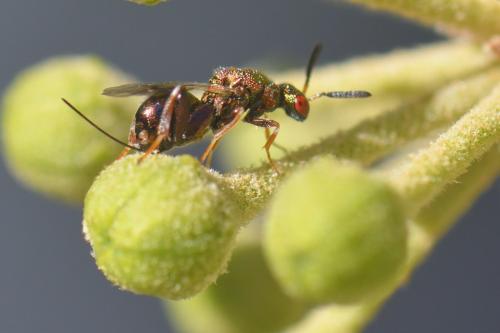 Torymus sp.