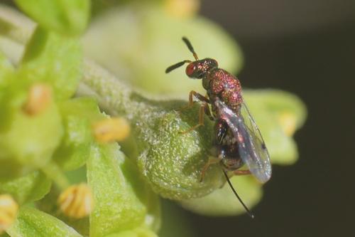 Torymus sp.