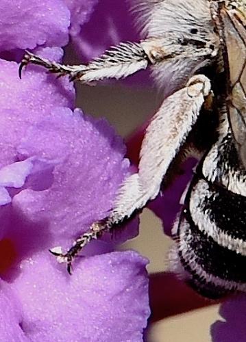 Amegilla sp.