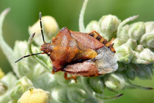 Réf. 289 437 : Carpocoris purpureipennis