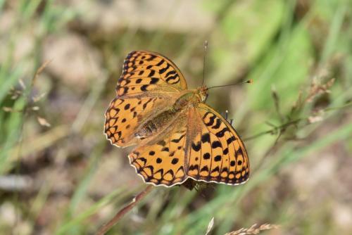 Argynnis adippe