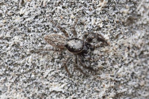 Menemerus taeniatus