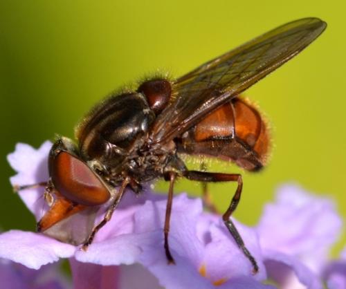Réf. 289 398 : Rhingia campestris