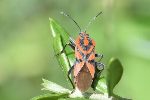 Réf. 289 346 : Spilostethus furcula