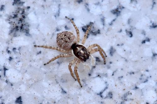 Menemerus semilimbatus