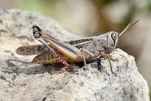 Réf. 289 737 : Eyprepocnemis plorans plorans