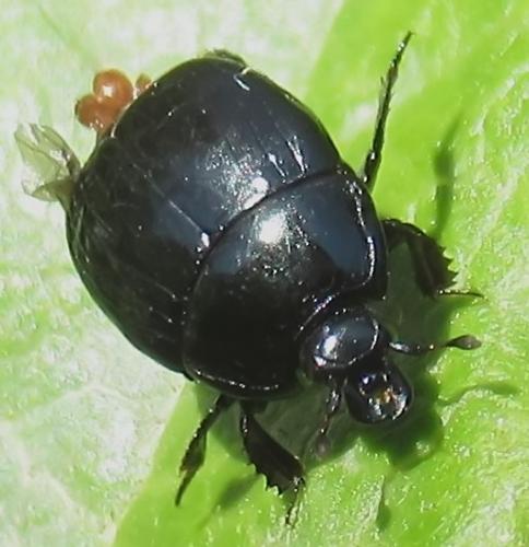 Réf. 289 777 : Margarinotus ignobilis