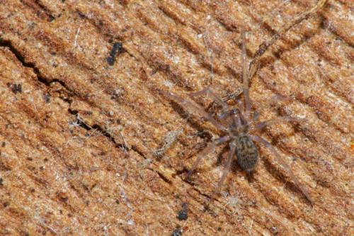 Eratigena sp.